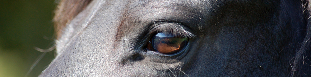 Mindful Equestrians